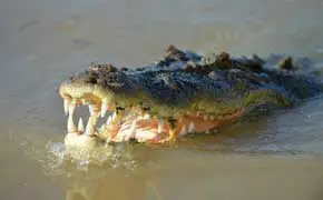 rêver d'attaque de crocodile signification selon l'islam