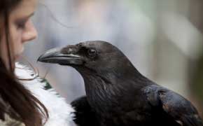 rêver de corbeau qui attaque significations et interprétations