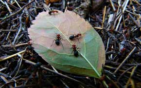 pourquoi rêver de fourmis dans le lit en islam