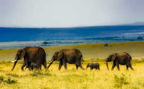 rêver de trouper d'éléphant signification dans le grand livre des rêves en islam