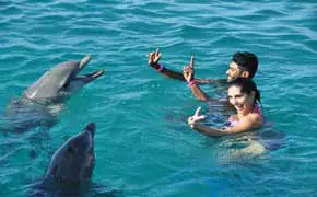 rêver de nager avec les dauphins interprétations et significations selon l'islam