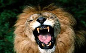 rêver d'un lion qui m'attaque islam