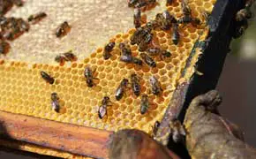rêver d'abeille et de miel dans le grand livre des rêves en islam