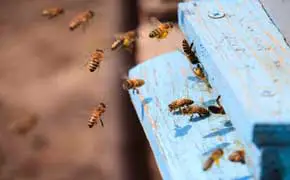 rêver d'abeille qui attaque en islam, rêve de danger mortel