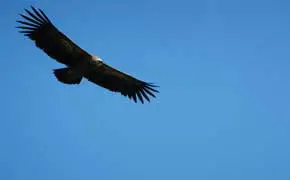 rêver d'aigle noir interprétation dans le grand livre des rêves selon l'islam Ibn Sirin