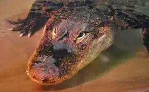 rêver d'alligator en islam