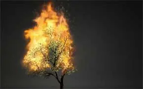 rêver d'arbre en feu en islam signification