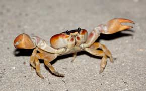 rêver d'une attaque de crabe en islam