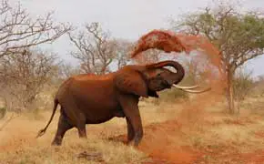 rêver d'éléphant en colère interpétation selon l'islam