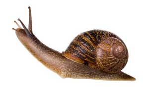 rêver d'escargot en islam signification Ibn Sirin