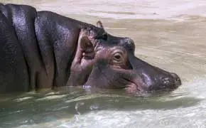 rêver d'hippopotame en islam signification