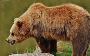 rêver d'ours brun qui attaque en islam