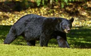 rêver d'ours noir dans le grand livre des rêves en islam