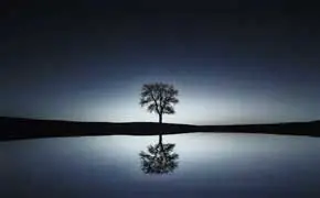 rêver d'un grand arbre signification dans le grand livre des rêves Soliman Darius selon l'islam Ibn Sirin