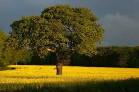 rêver d'arbre islam signification Ibn Sirin