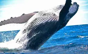 rêver de baleine qui saute dans le grand livre des rêves interprétation Ibn Sirin