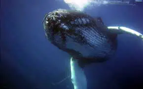 rêver de baleine selon l'islam signification Ibn Sirin