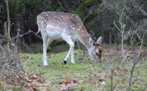 rêver de biche en islam