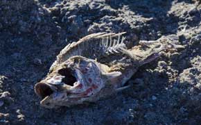 rêver de cadavres interprétation dans le grand livre des rêves selon l'islam