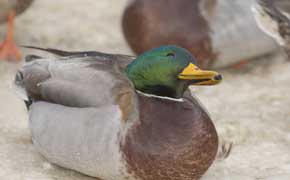 rêver de canard en islam signification