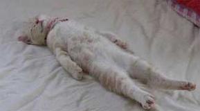 Rever De Chat Mort Islam Signification Interpretation Du Reve De Chat Mort