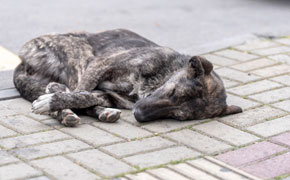 rêver de chien abandonné signification ecxate en islam Ibn Sirin