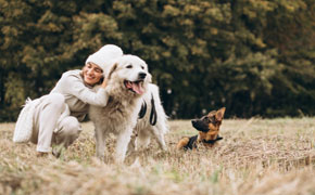 rêver de chien gentil en islam, trouvez ici la véritable interprétation signification Ibn Sirin 