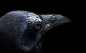 rêver de corbeau noir dans le grand livre des rêves selon l'islam