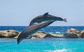 rêver de dauphin qui saute signification dans le grand livres des rêves en islam Ibn Sirin
