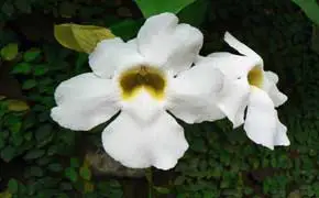 rêver de fleurs blanches signification dans le grand livres des rêves en islam