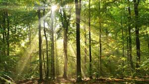 rêver de forêt signification