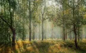 rêver de grande forêt interprétations et significations