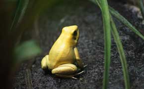 rêver de grenouille jaune signification dans le grand livres des rêves en islam