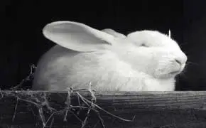 rêver de lapin blanc signification dans le grand livre des rêves selon l'islam Ibn Sirin