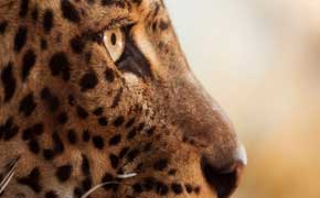 rêver de léopard en islam