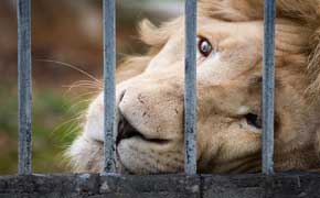 rêver de lion en cage en islam