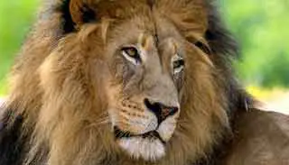 rêver de lion signification selon islam