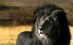 rêver de lion noir en islam