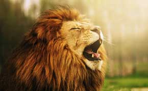 rêver de lion qui rugiten islam