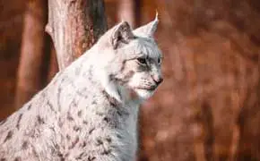 rêver de lynx en islam un rêve de chat sauvage agressif