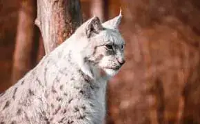 Rever De Lynx Islam Signification Sens Interpretations Nombreuses