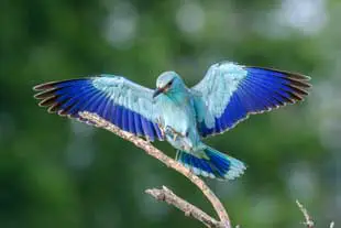 rêver d'oiseaux signification en islam