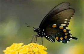 rêver de papillon signification