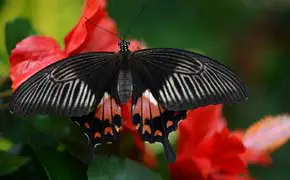 rêver de papillon noir interprétation