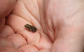 rêver de petite grenouille significations et interprétations selon l'islam