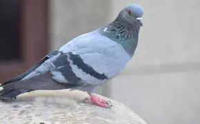 rêver de pigeon signification islam Ibn Sirin