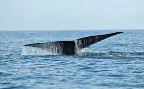 rêve d'une queue de baleine Ibn Sirin