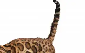 Rever De Queue Islam Signification Interpretations Nombreuses