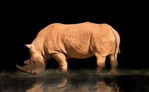 rêver de rhinocéros en islam signification