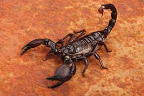 rêver de scorpion signification selon islam